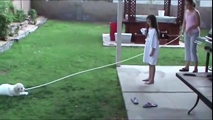 Atlama İpinin Ucundan Tutan Köpek