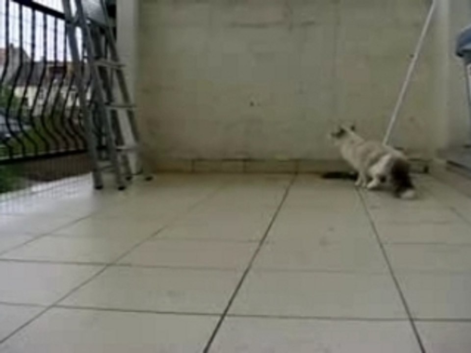 AFSLUITING VOOR KATTEN