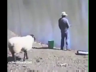 Balık Tutanlara Kin Besleyen Koyun