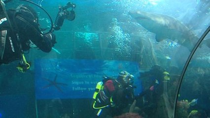 Los hermanos Roca nadan entre tiburones en favor de Médicos sin Fronteras