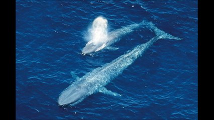 The Blue Whale Largest  Animal Ever