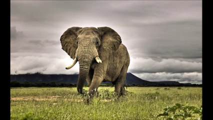 The African Bush Elephant Heaviest Land Animal in the  World