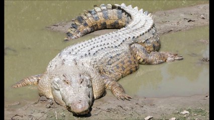 The Saltwater Crocodile  Largest Reptile in the  World