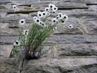 Passe-Partout  -  Le plus bel arc en ciel