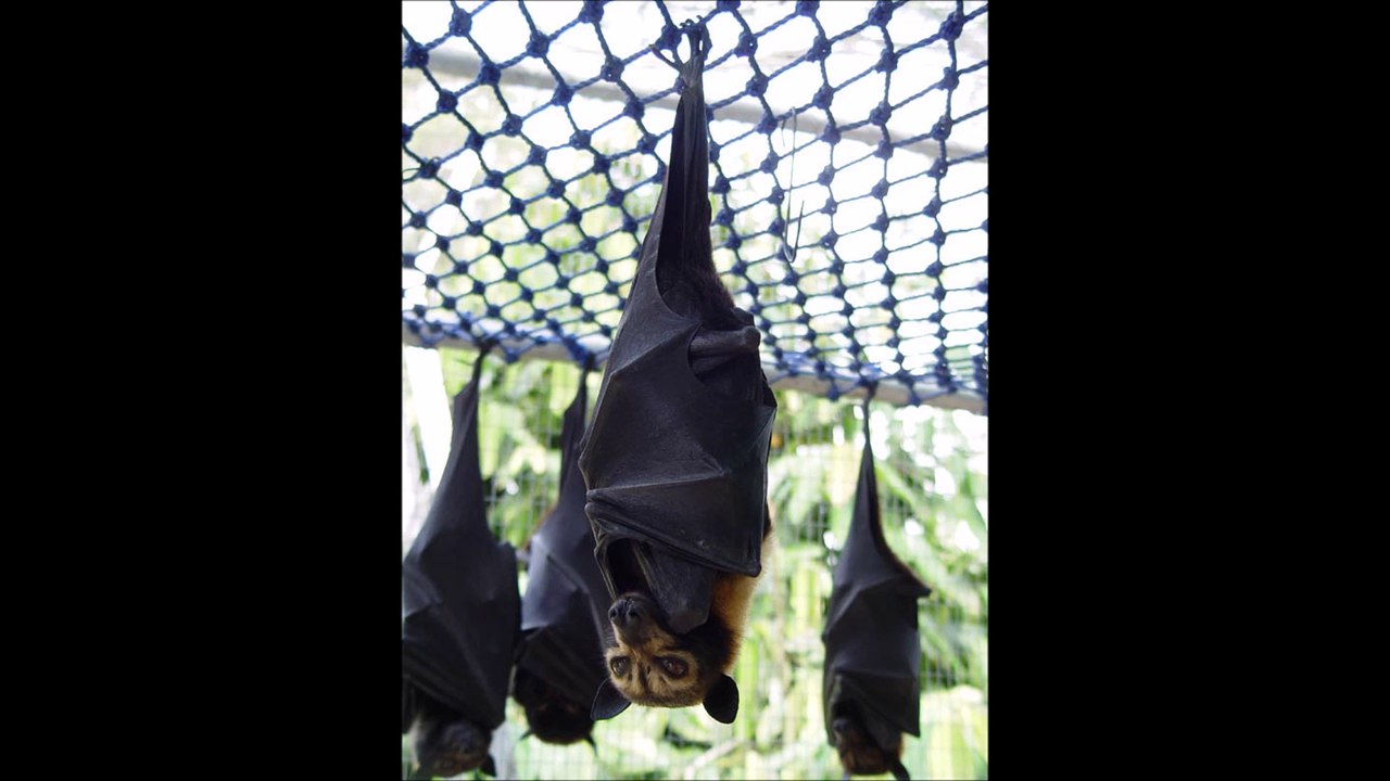 The Largest Bats in the  World