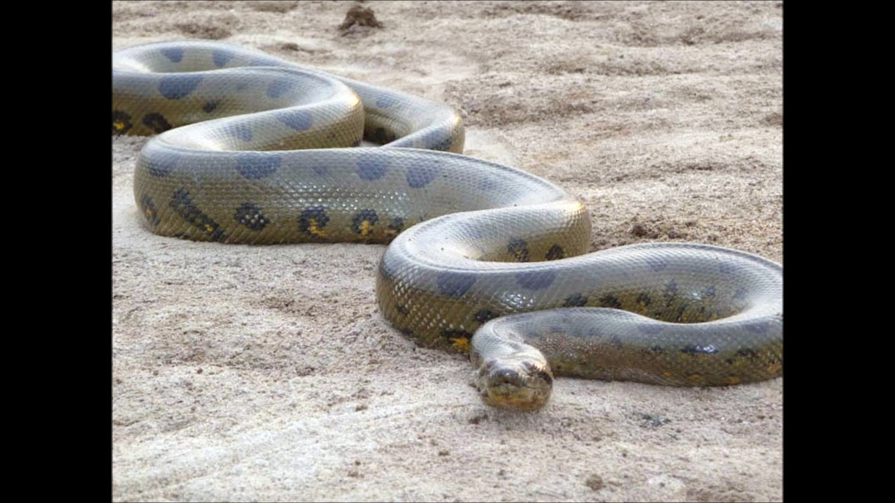 The Largest Lizard/Snake in  the World