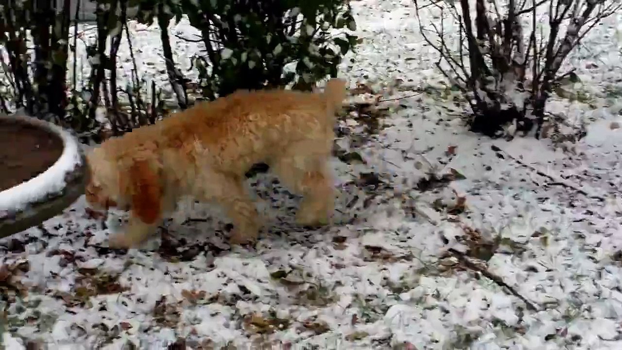 Ce chiot voit de la neige pour la première fois, il n'arrive plus à se contrôler