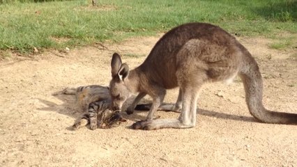 Hop licking the cats ear