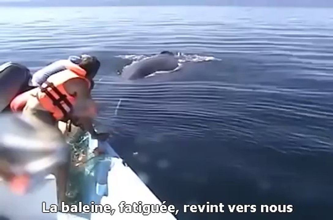 baleine