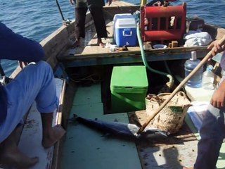 Salt water fishing: video fo 2 macks 20th Dec'15