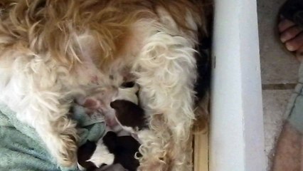Shih Tzu Les bébés de Dolly Août 2012