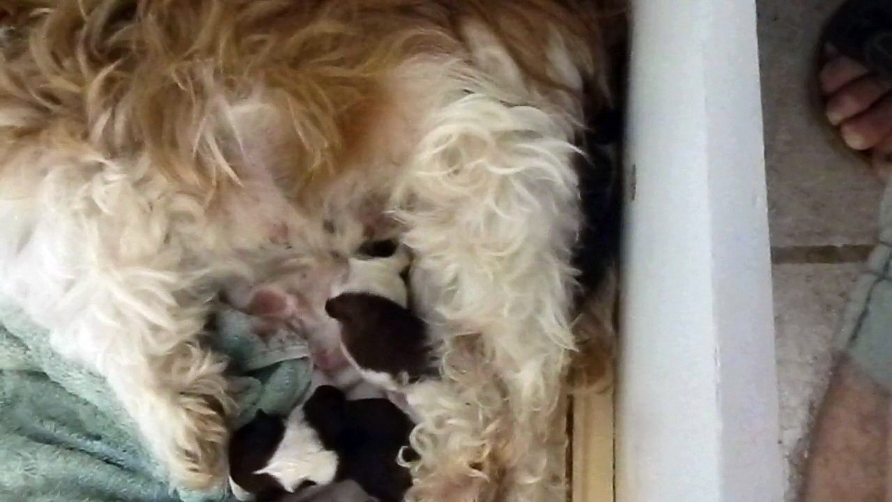 Shih Tzu Les bébés de Dolly Août 2012
