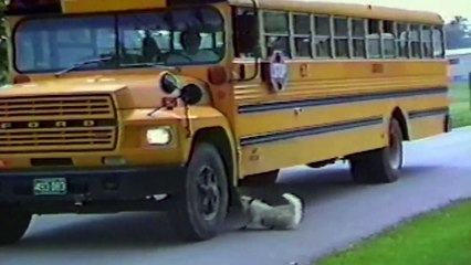 Dogs Who Don't Want Their Kid to Go Back to School