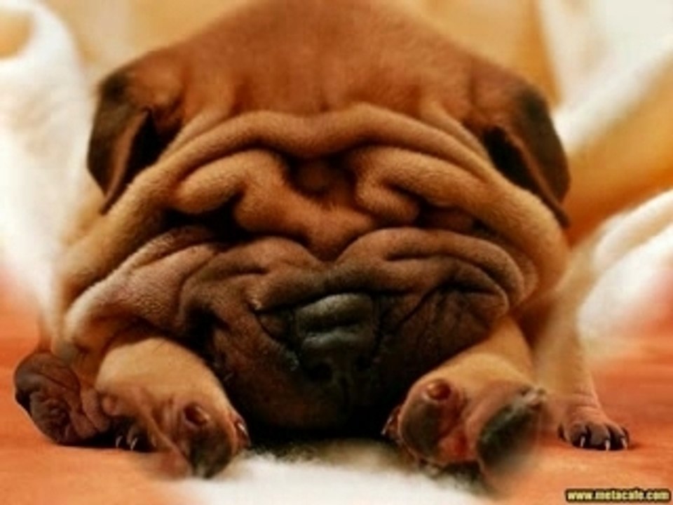 Chien et chansons