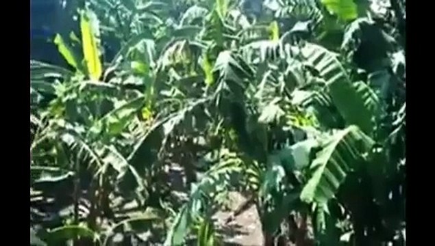 INDIAN girl leaked mms scandal-Top Funny Videos-Top Funny Pranks-Funny Fails-ZaidAliT Videos-Viral Videos-WhatsApp Video