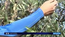 La récolte de l'olive de Nyons a commencé
