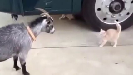 Goat playing with kitten what happens next will melt your heart!