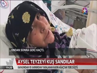 Zeytin ağacındaki teyzeyi kuş zannetti tüfekle yere indirdi