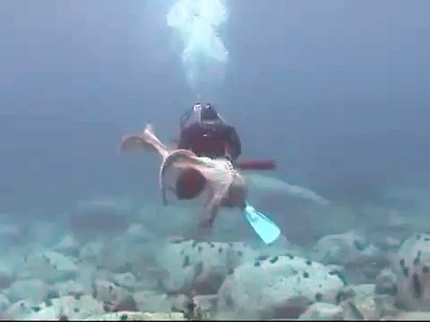 ДАЙВЕРА АТАКУЕТ БОЛЬШОЙ ОСЬМИНОГ