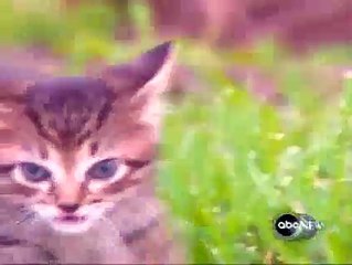 Gato con 6 patas