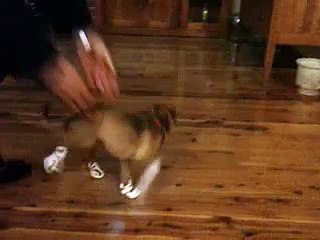 New 2016 Funny Things - Funny Videos - Beans New Shoes - Tap Dancing Dog