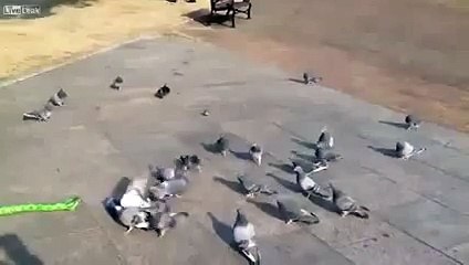 New 2016 Funny Things - Funny Videos - Wooden Snake Toy and Pigeons