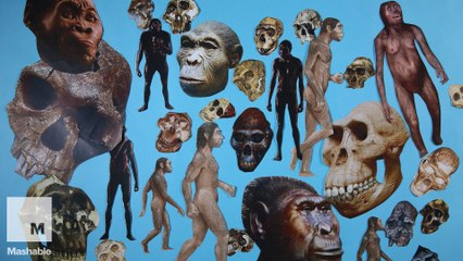 Fun-Sized Science: Where Do Humans Come From?