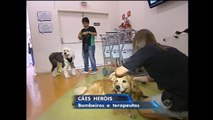 Saiba como são treinados os cães que ajudam nos trabalhos de resgate
