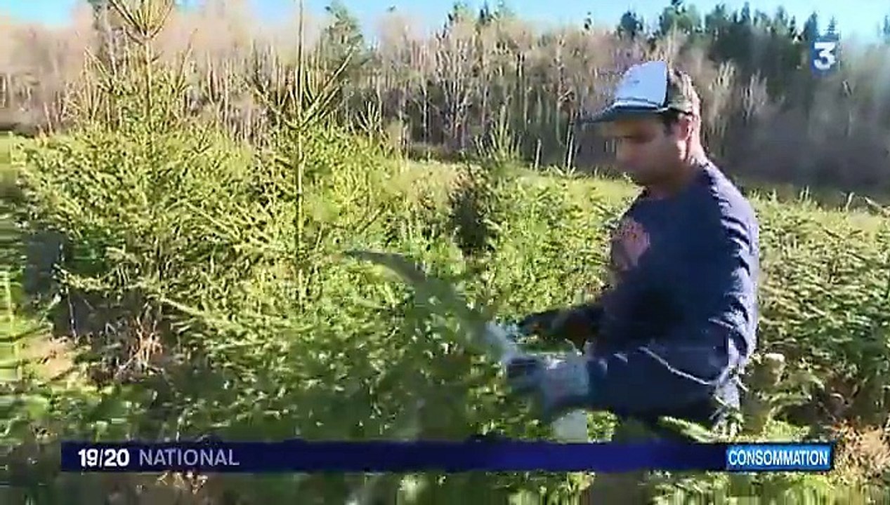 Noël : les sapins bios se font une place sur le marché