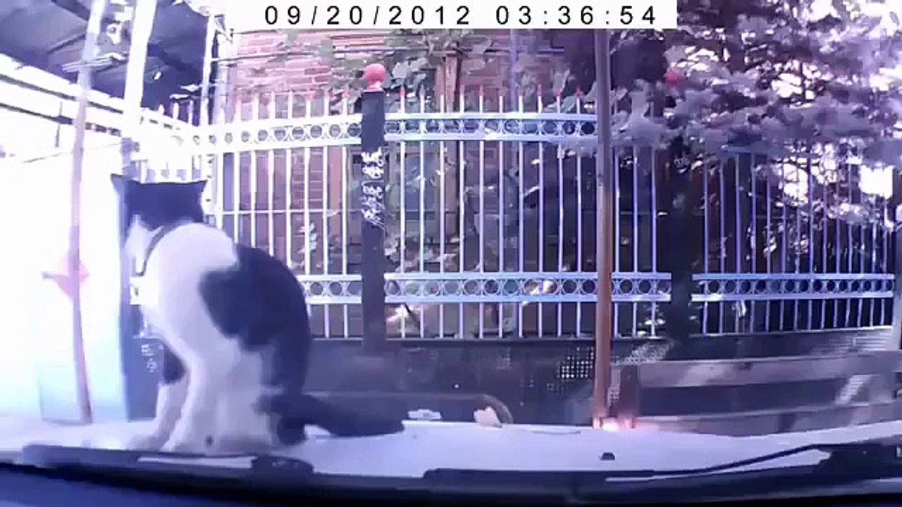 Невозмутимый кот