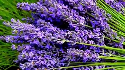 Assi Pardesi Bewafa Nai by Gypsy