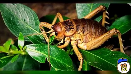 World's 20 Biggest Animals of All Time