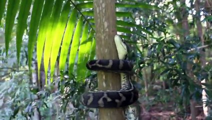 Carpet Python Climbing straight up Palm Tree!