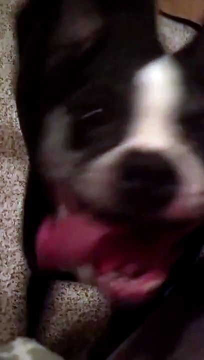 This Dog Has Rhythm