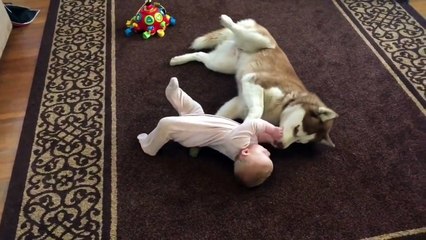 Siberian Husky plays gently with baby