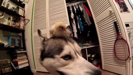 Husky and Baby Chick! (Best Friends!)