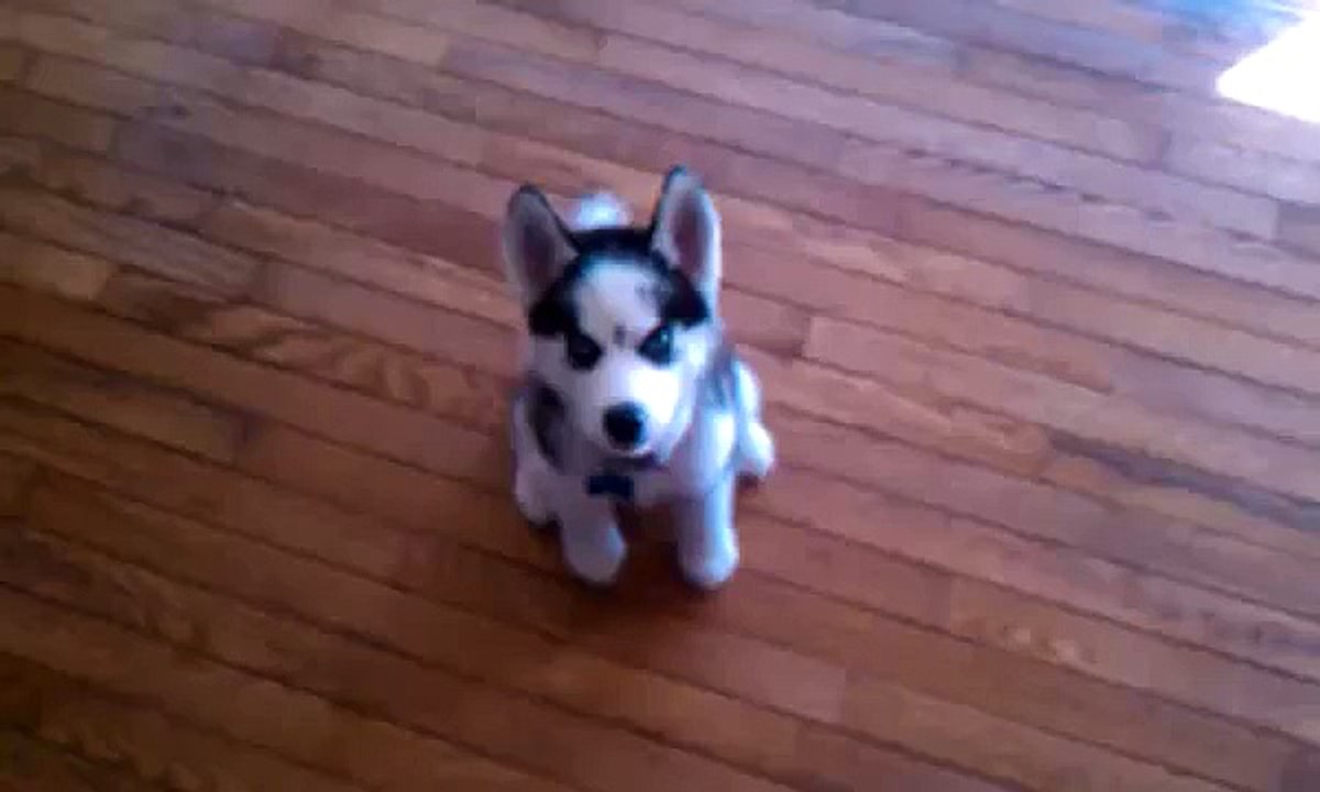 Baby husky Papi talks