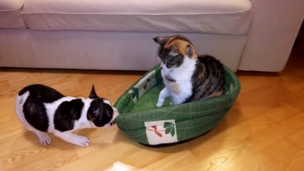 Puppy attempts to reclaim bed from cat