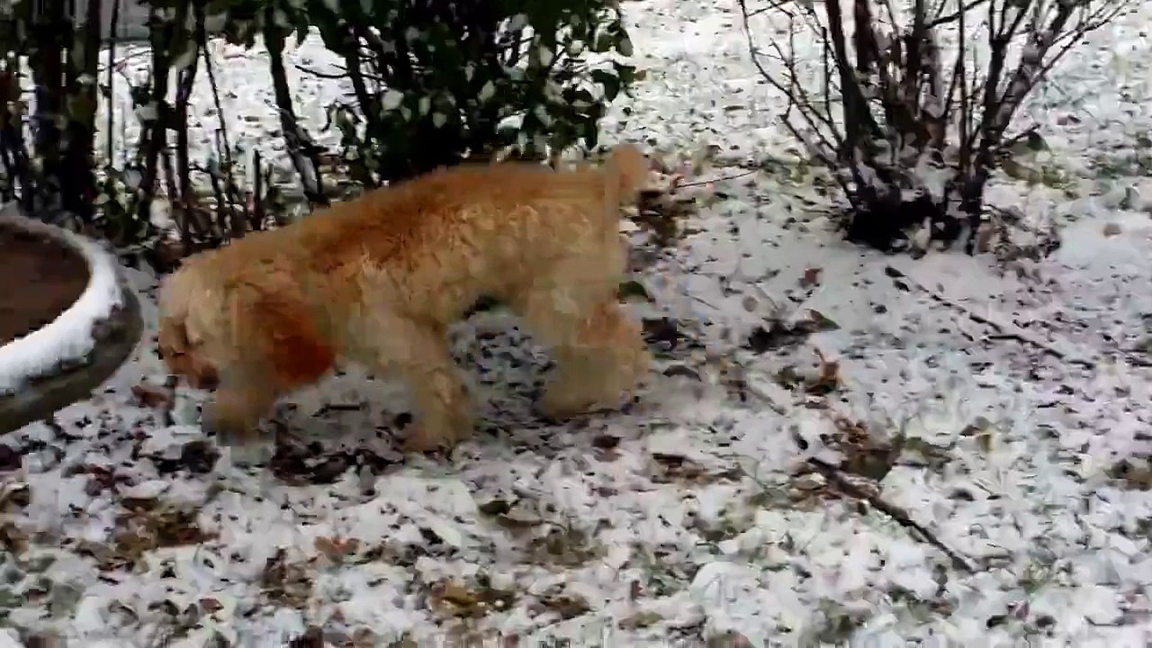 Ce chiot voit de la neige pour la première fois, il n'arrive plus à se contrôler