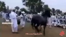 afghan horse doing an amazing attan