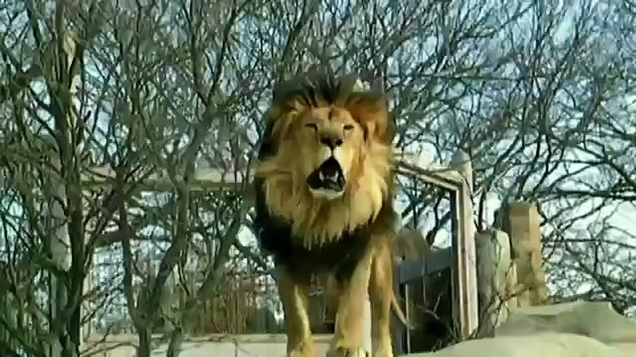 new islamic miracle معجزات الله في خلقه سبحان الله لن تصدق ما سترى والله سوف تذهل