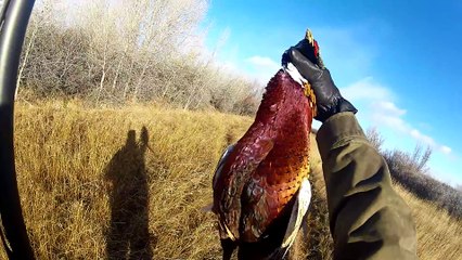 Pheasant Hunting Montana