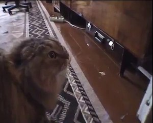 Разговорчивый кот