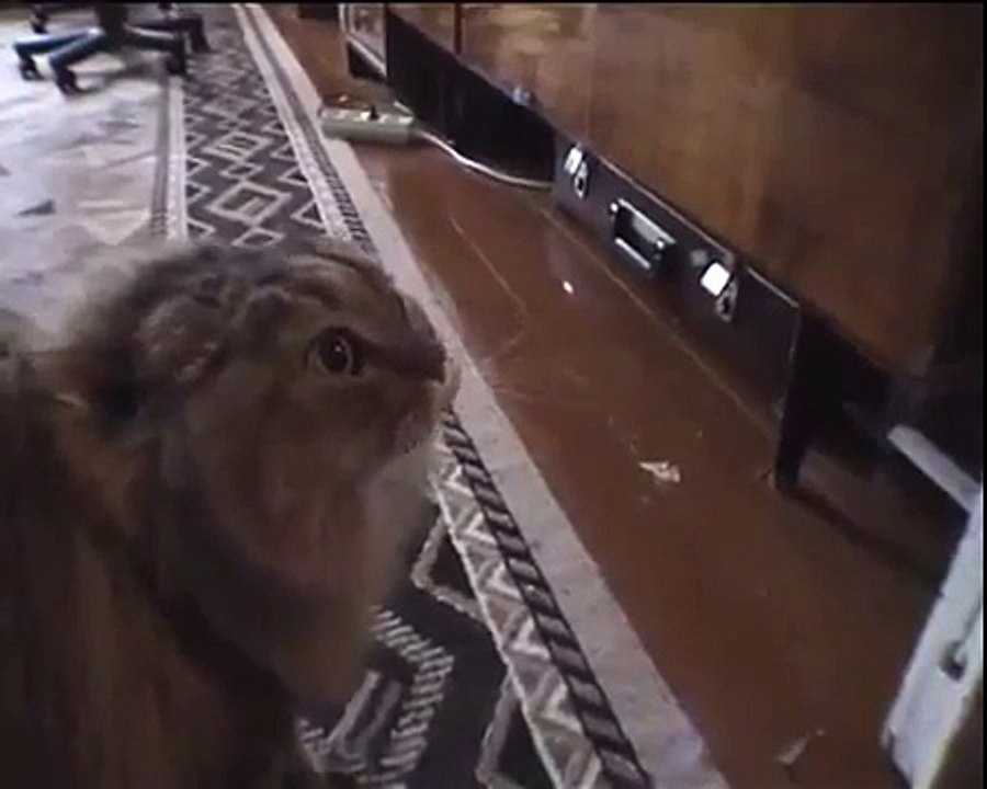 Разговорчивый кот