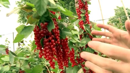 Ultimate Summer Fruits Collection