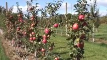 UMass Fruit Advisor_ Sep 12, 2007-2nd leaf Honeycrisp