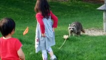 cute kids Two Kids Stop the Raccoons from Bird Feeder Food Fun Kids Videos with Racoon