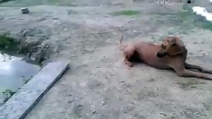 Hero dog rescues man