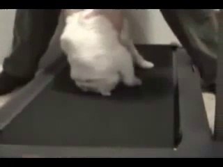 video gokil -kucing pemalas