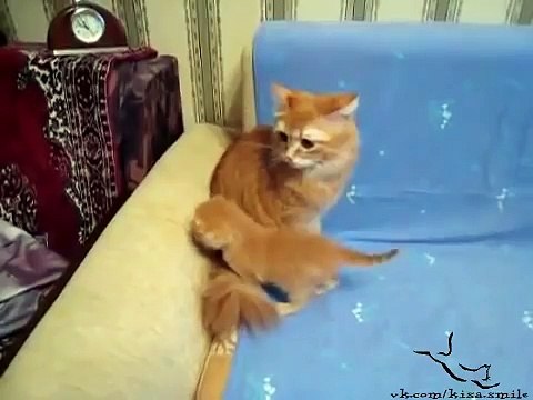 Самый няшный в мире тигр